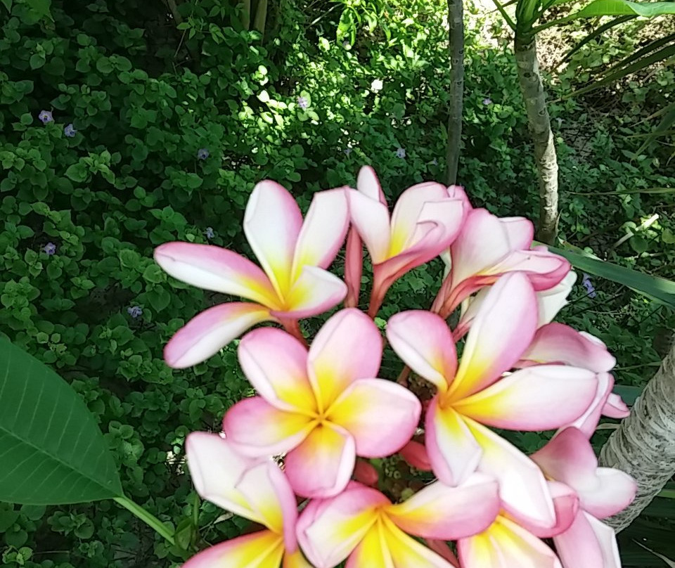 Man-O-War Cay-Great Abaco Island必去景点