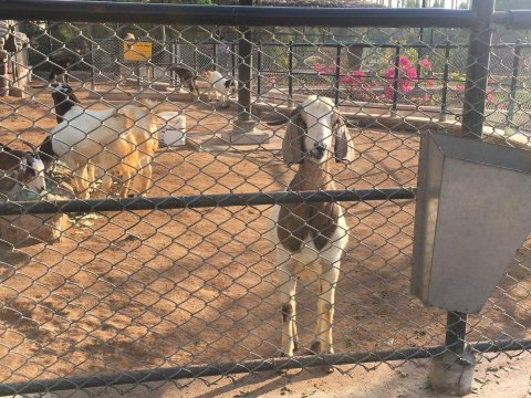 火烈鸟基什酒店-家庭/游戏区
