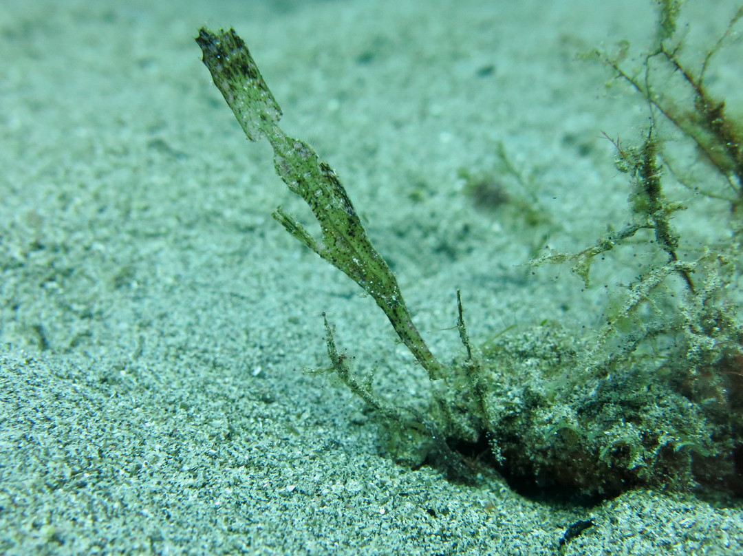 Moyo Dive Center-莫约岛必去景点