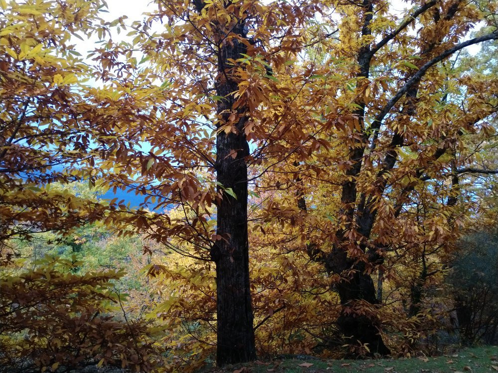 Bosque de la Herreria景点图片