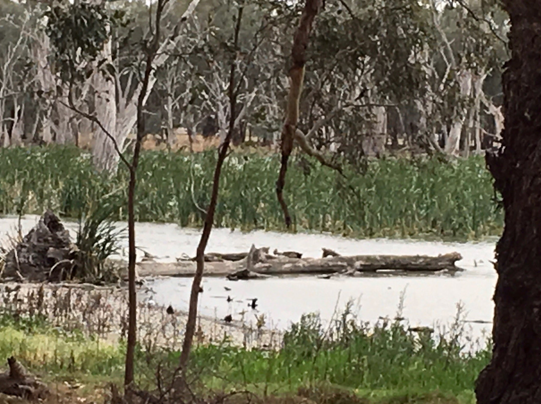 Gum Swamp & Bird Hide景点图片