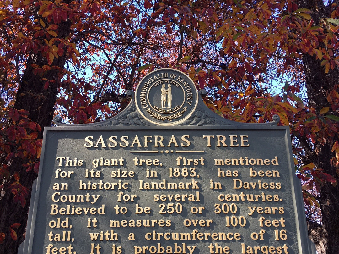 World's Largest Sassafras Tree景点图片