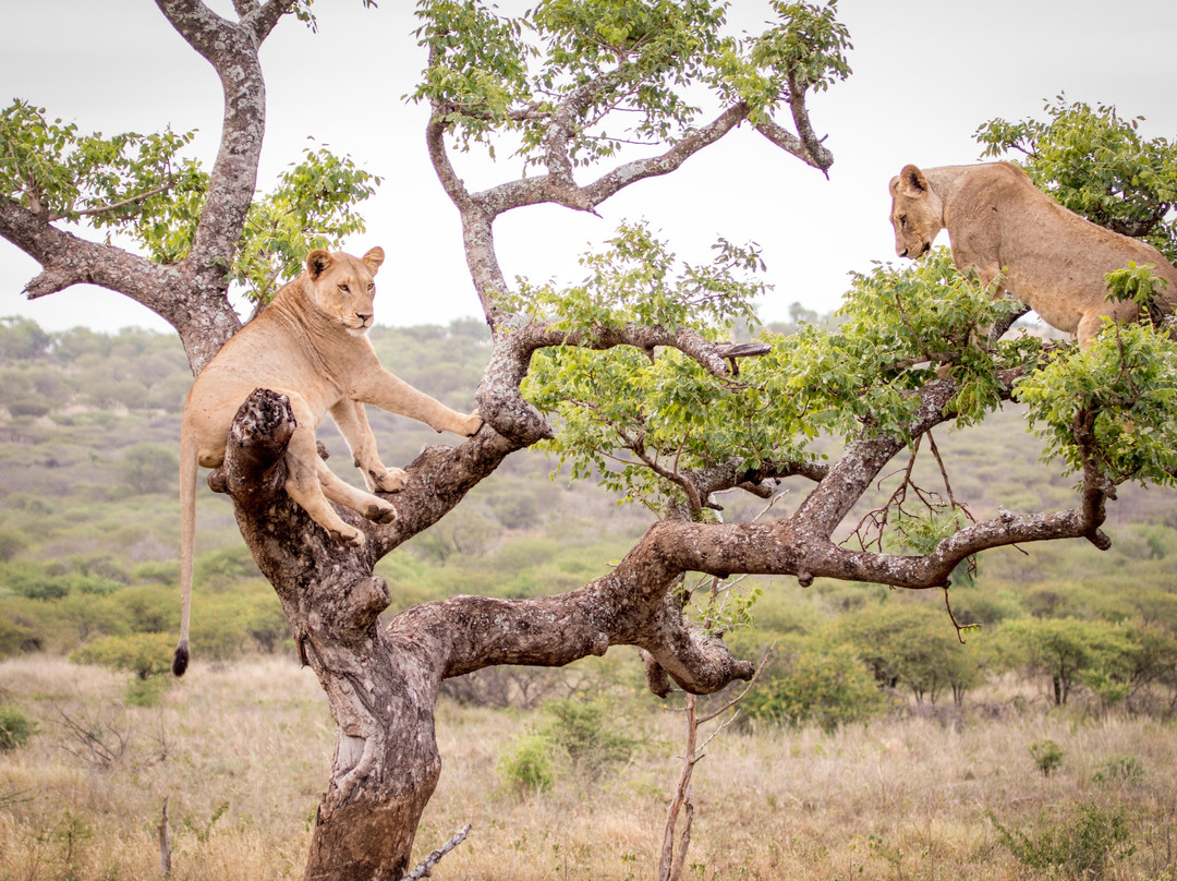 Rhino Sands Safari Camp
