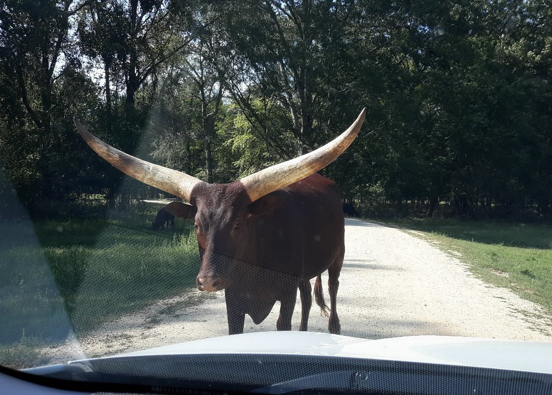 Alabama Safari Park景点图片