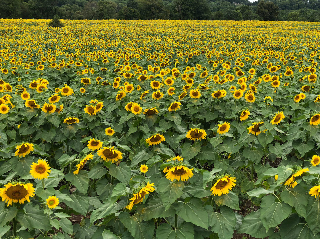 Sussex County Sunflower Maze景点图片