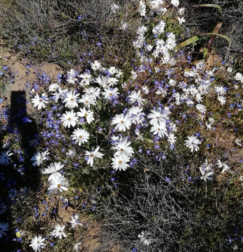 The Golden Grape B&b主图