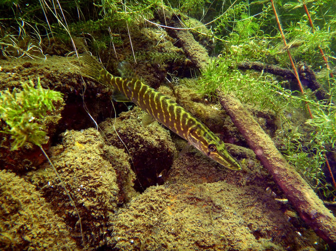Tauchshop Piberstein/Klagenfurt Scuba Factory景点图片