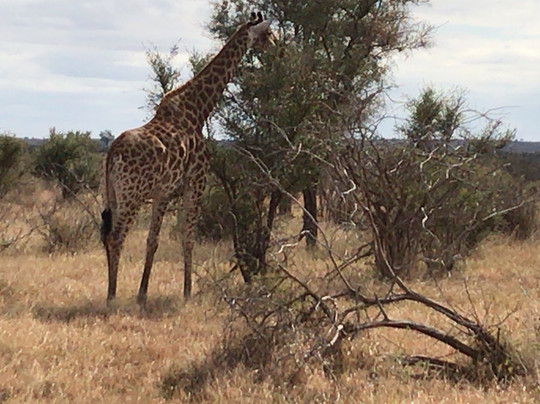 Vula Safaris-尼斯普鲁特必去景点