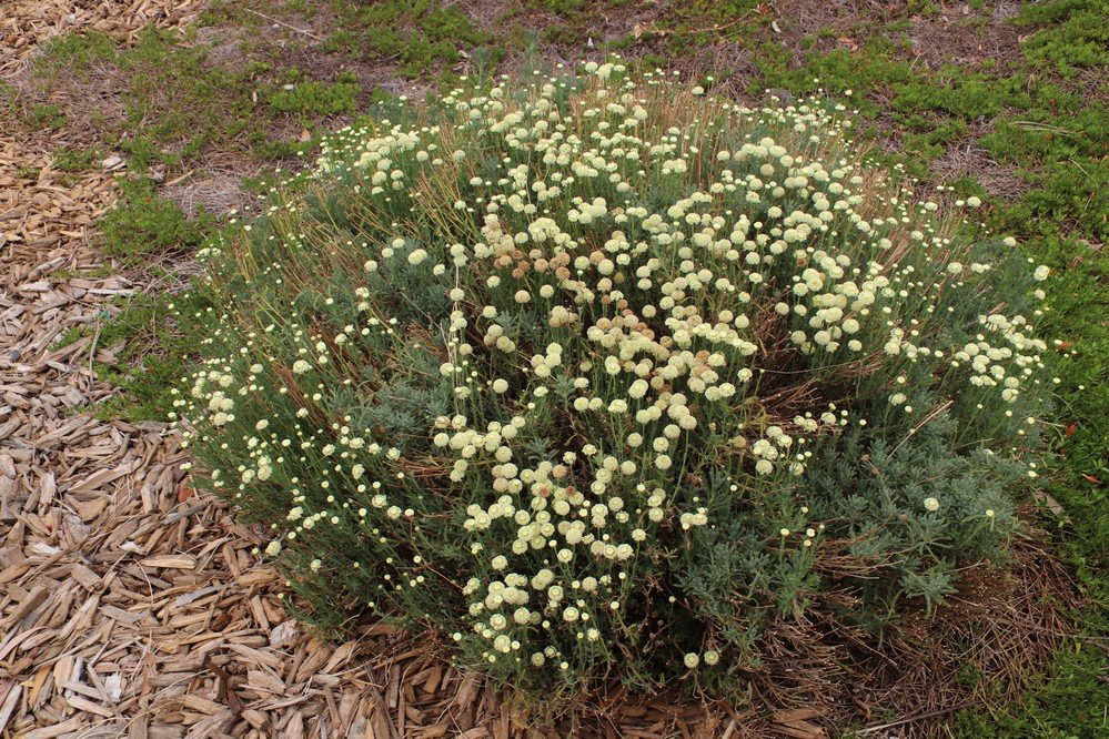 Yarrabee Native Garden景点图片