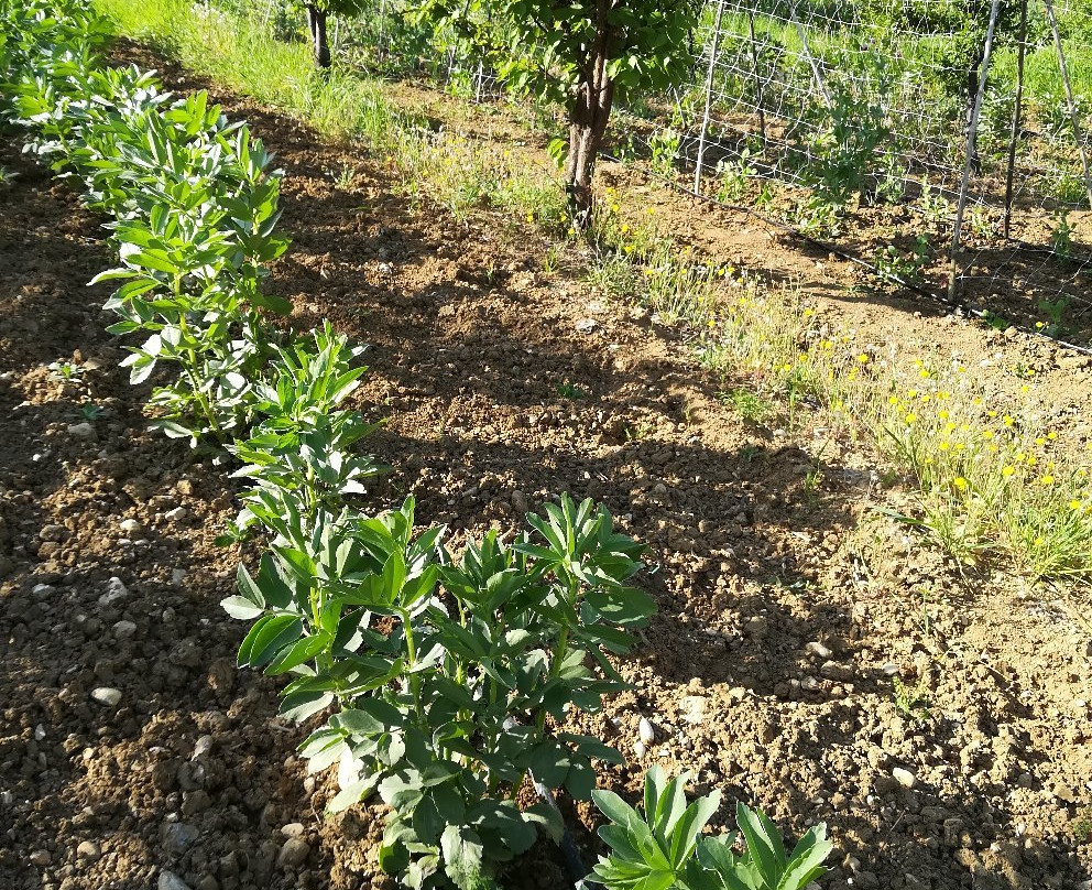 Agriturismo Iervascio