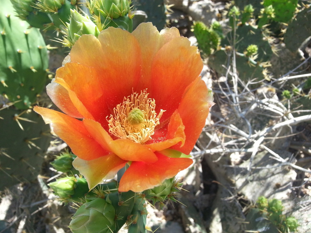 World Birding Center-Harlingen必去景点