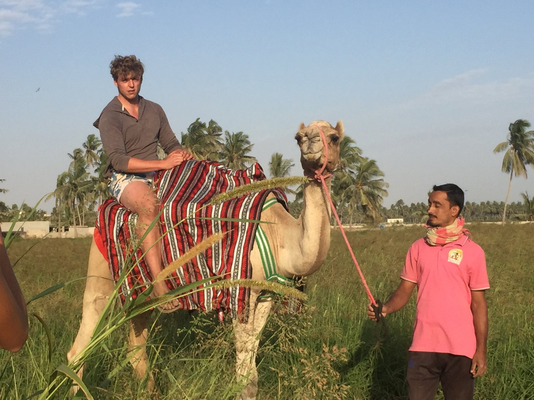 Salalah Horse Riding-塞拉莱必去景点