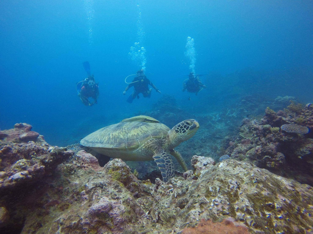 Samoa Dive & Snorkel-阿皮亚必去景点