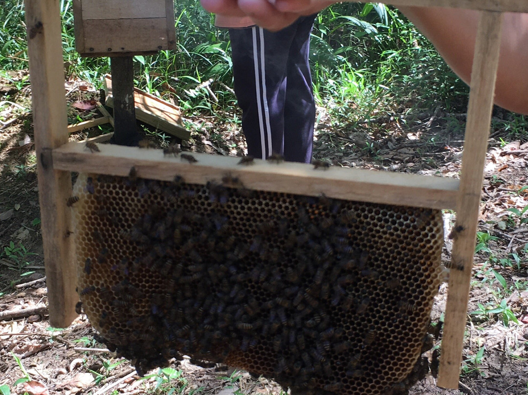 Gombizau Honey Bee Farm景点图片