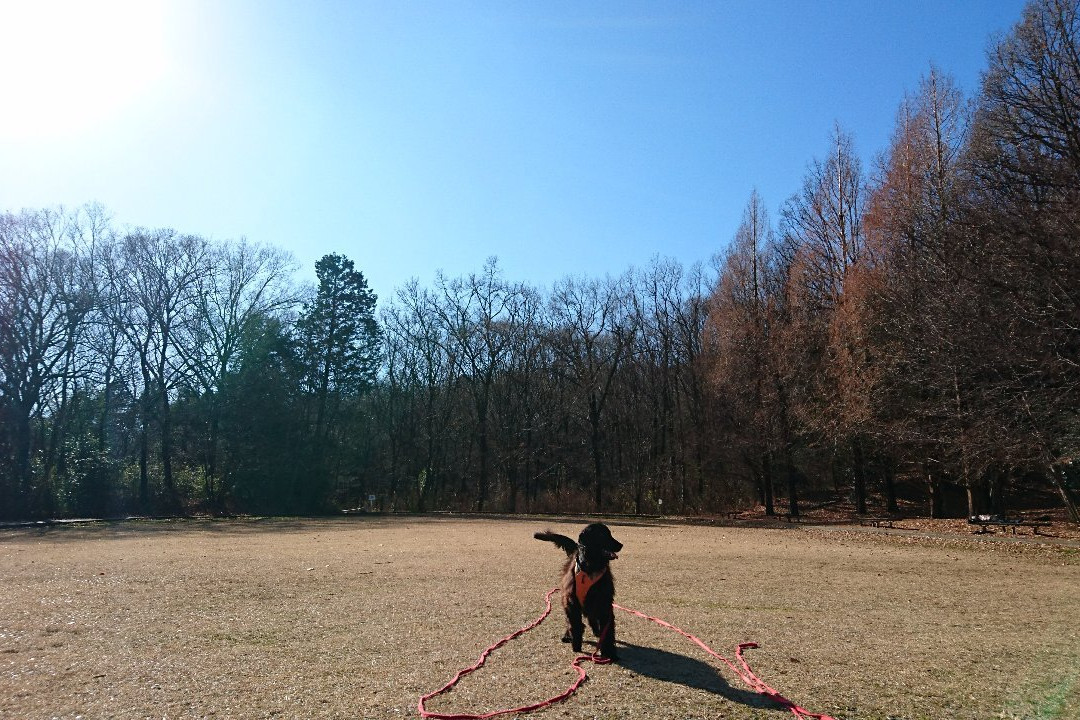 Oyamadairi Park-町田市必去景点