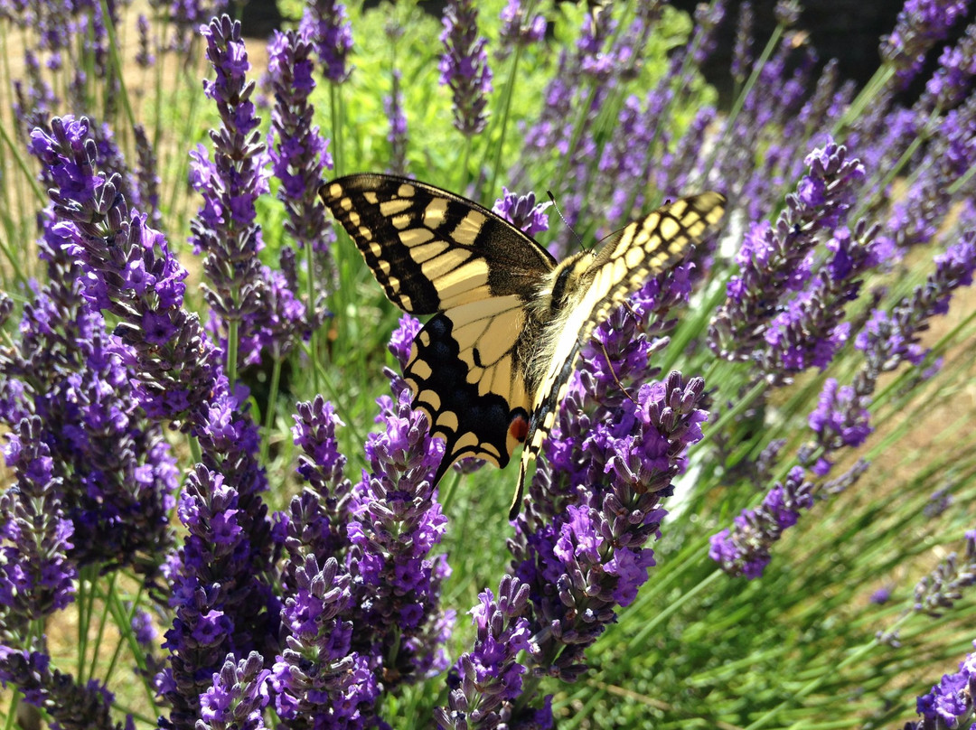 La Vigne Vierge Gite de Charme主图