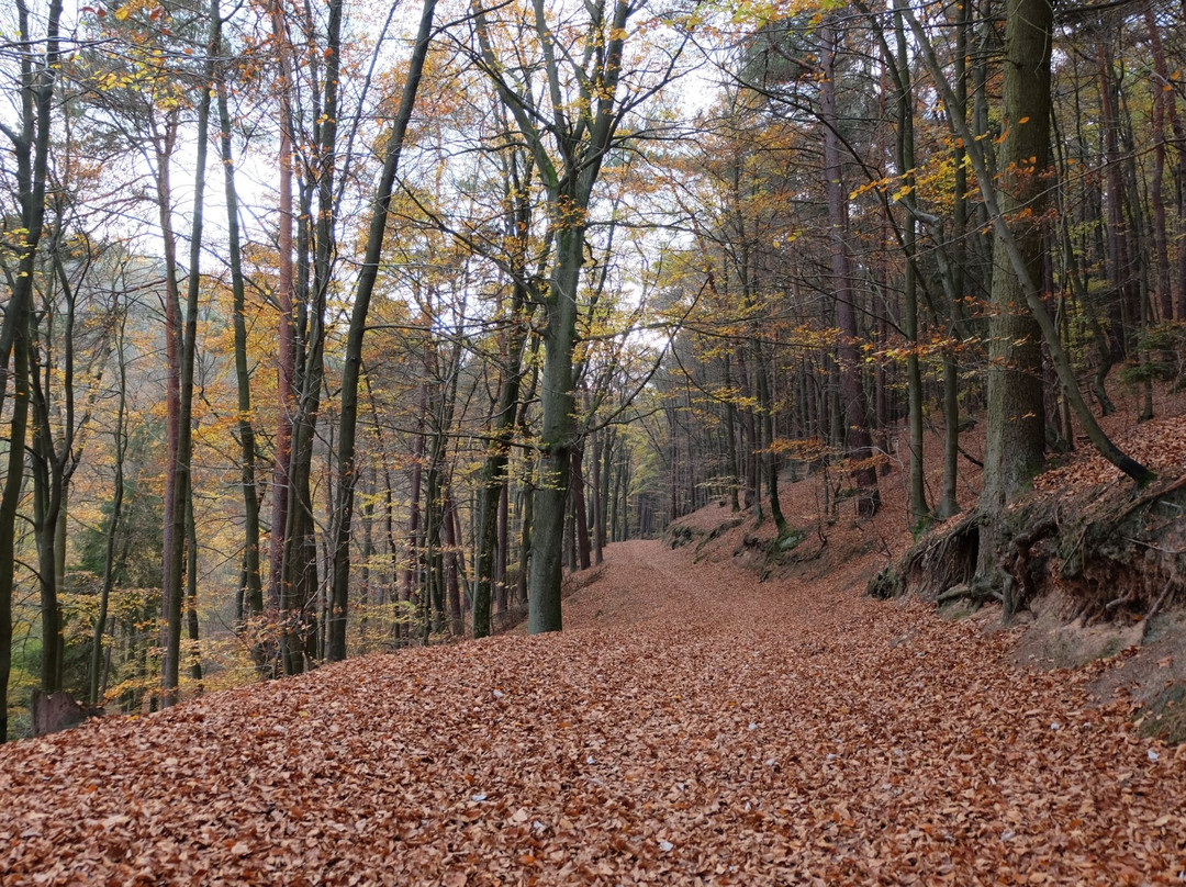 Barenlochweiher-Kindsbach必去景点
