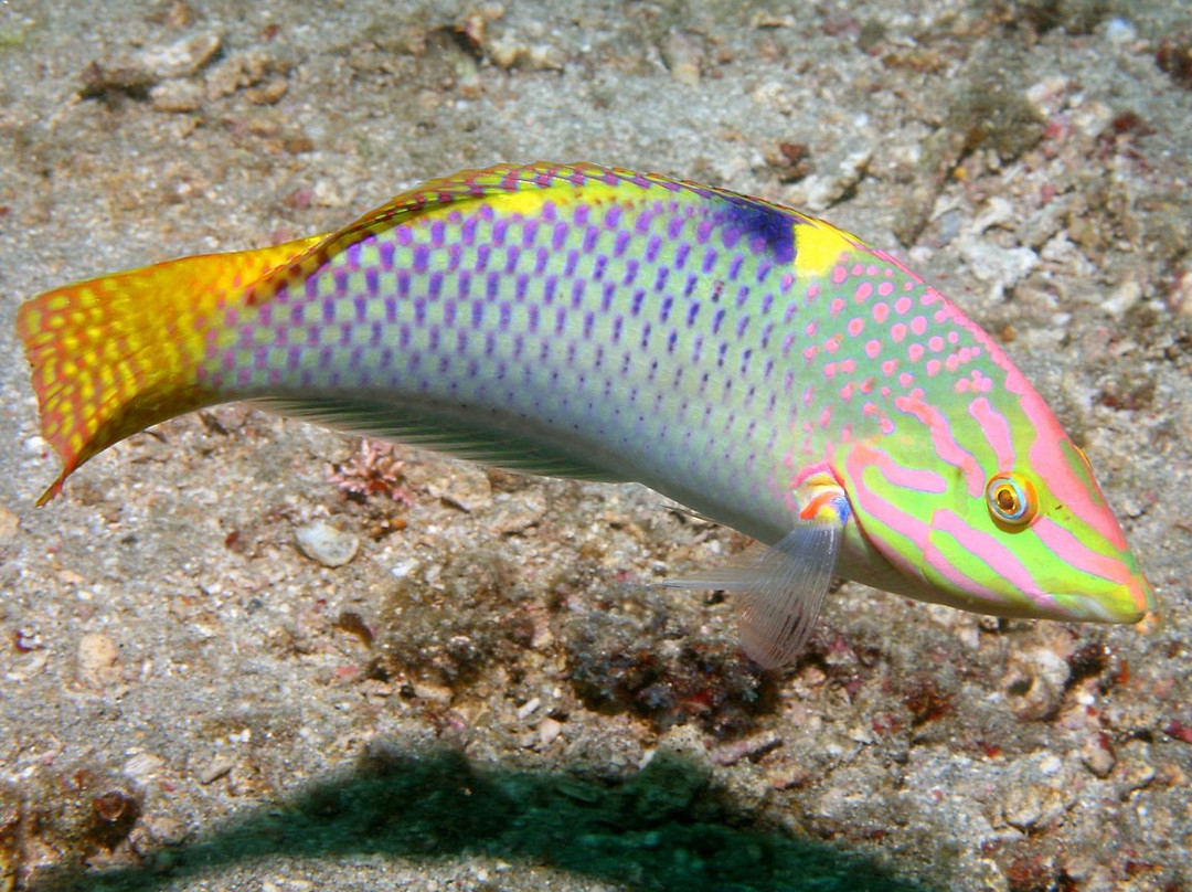 Olginka旅游景点-Oceanarium