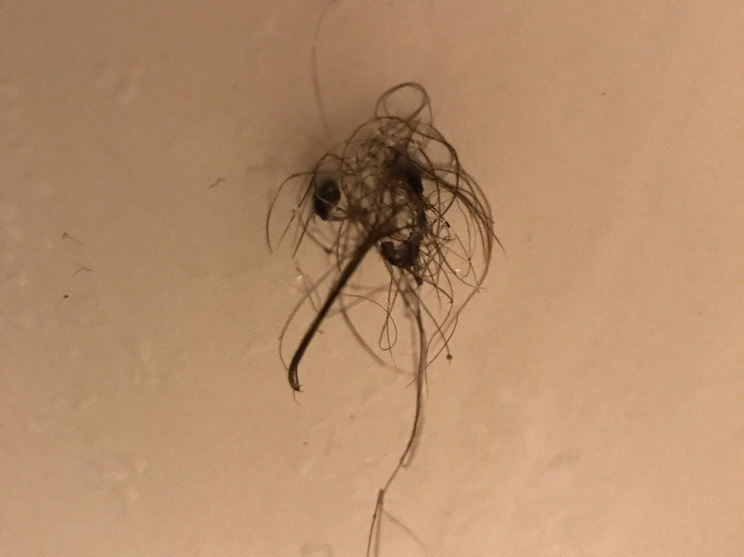 Plainview旅游攻略图片