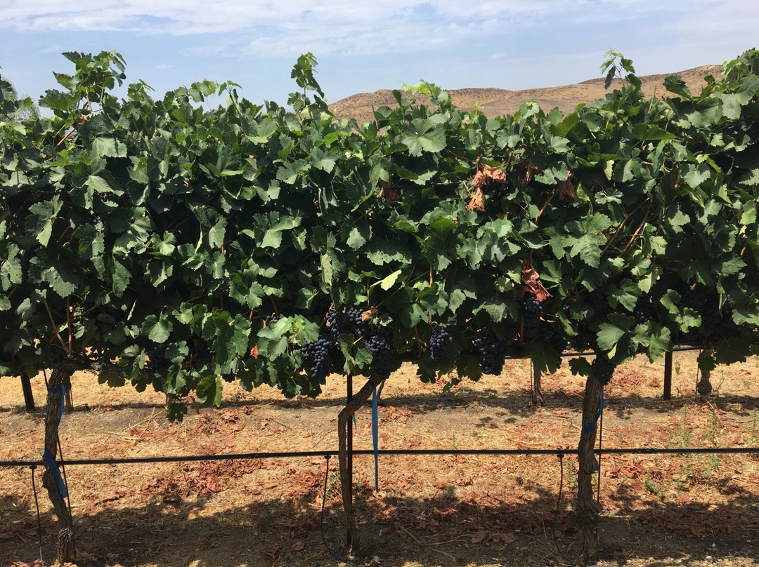 Chapin Family Vineyards-特曼库拉必去景点