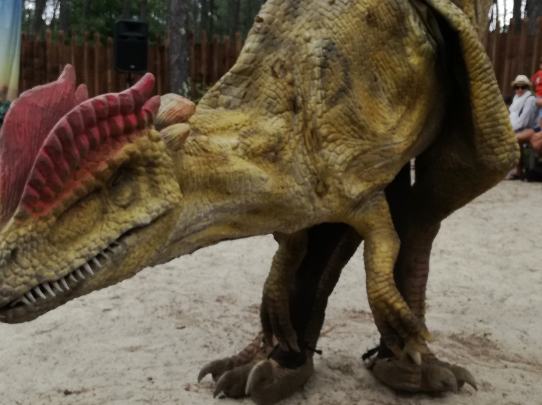 Dinosaures Parc景点图片