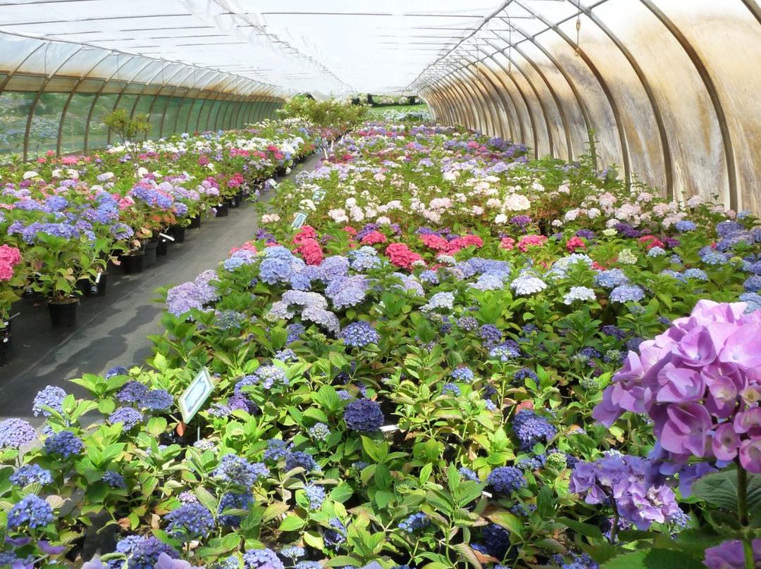 Les Hortensias du Haut Bois景点图片