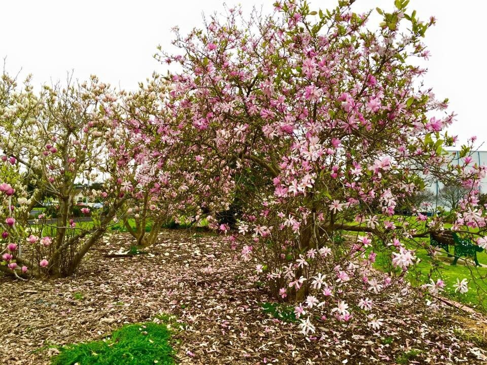 Ray Bramham Gardens景点图片