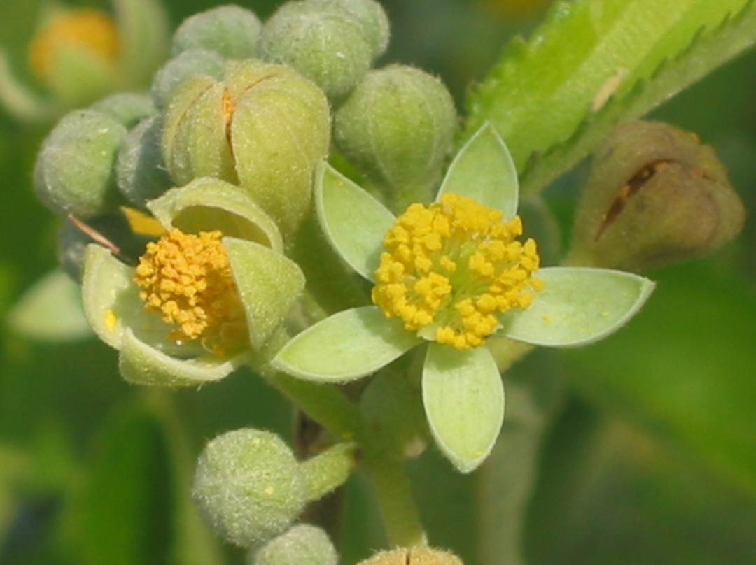 Arboretum National des Barres-Nogent-sur-Vernisson必去景点