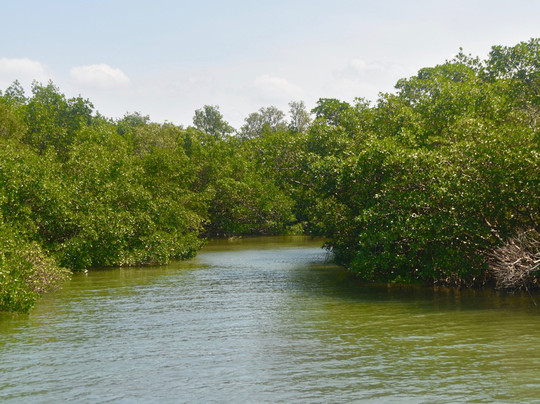 Mound Key Archeological State Park-埃斯特罗必去景点
