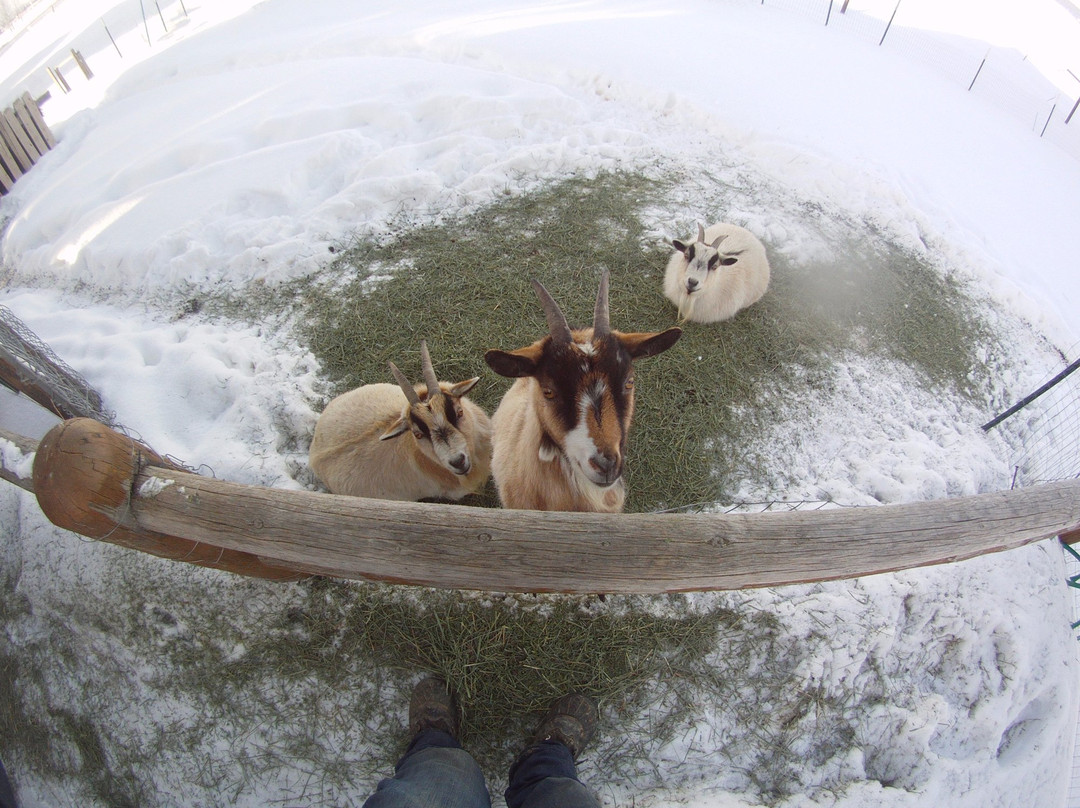 Celtic Creek Trading Company-德里格斯必去景点