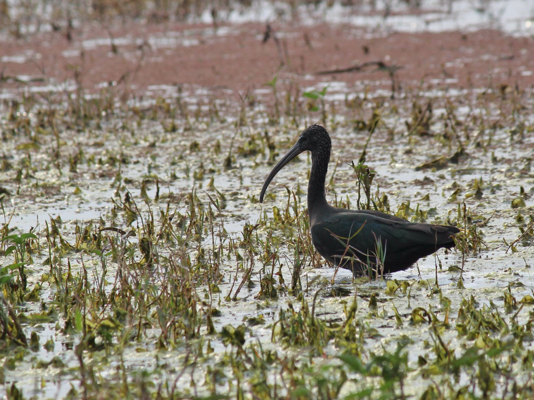 Keoladeo Shiva temple-Bharatpur District必去景点