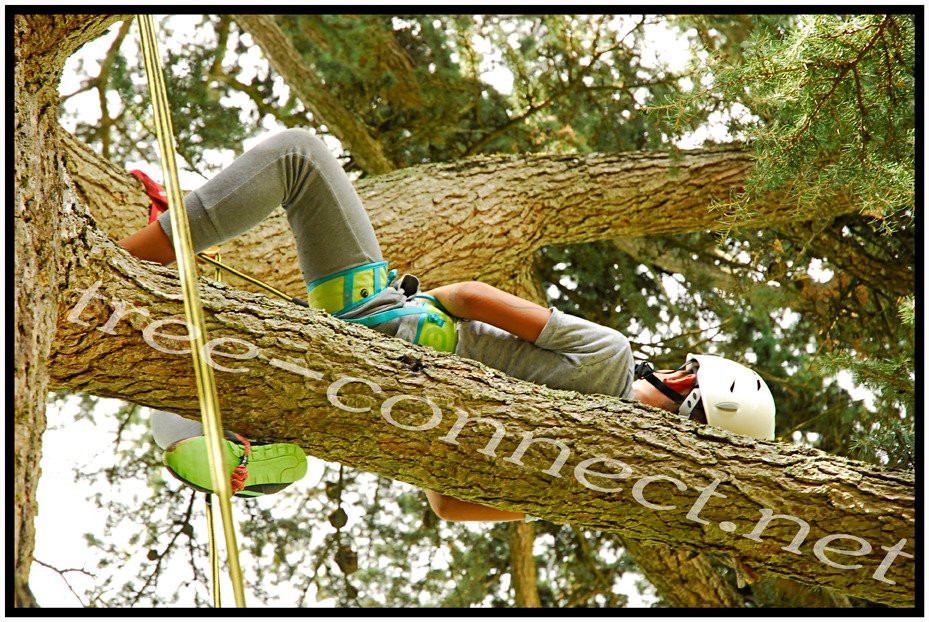 Tree Connect景点图片