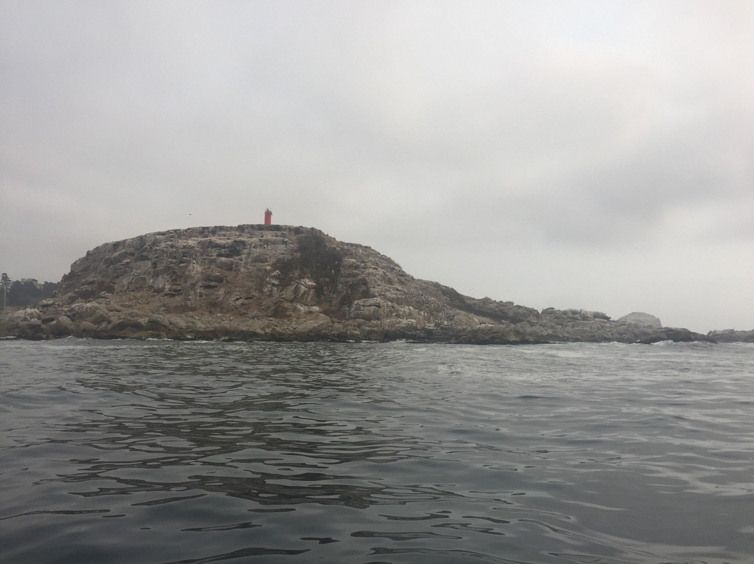 Penguin Island景点图片