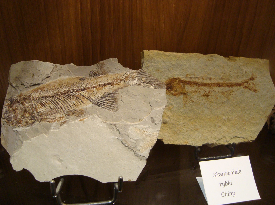 Mineral Museum (Muzeum Mineralow)-Kudowa-Zdroj必去景点