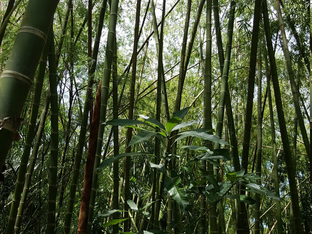 Parque de la Guadua景点图片
