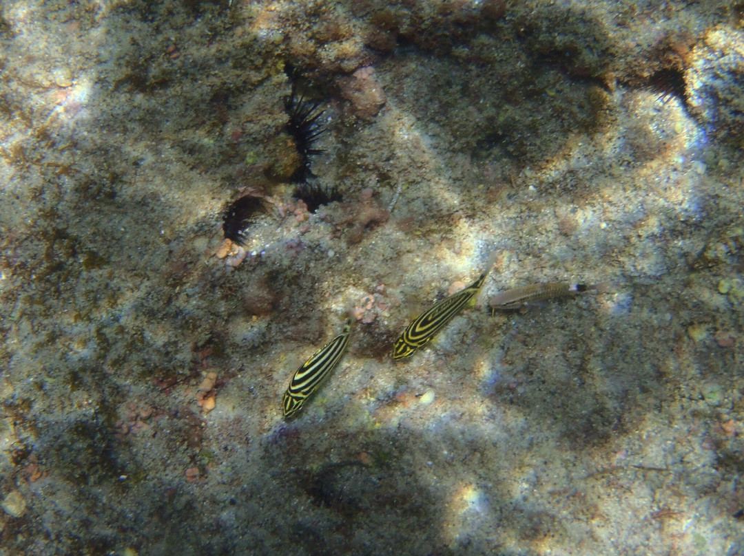 Naka no Ura Beach-式根岛必去景点