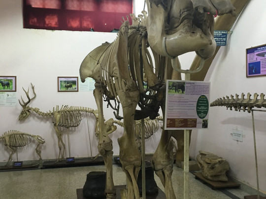 Natural History Museum-提卢湾安塔普兰（特里凡德伦）必去景点