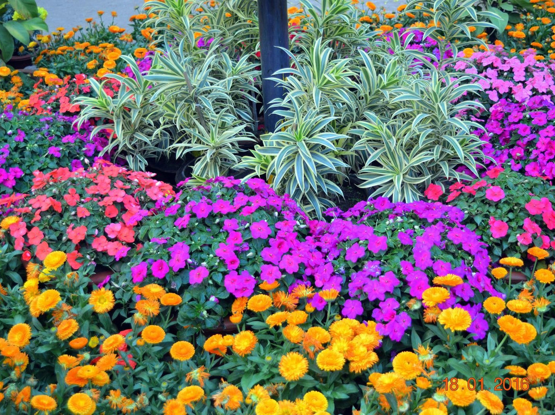 Gandhi Udyan Park-赖布尔必去景点