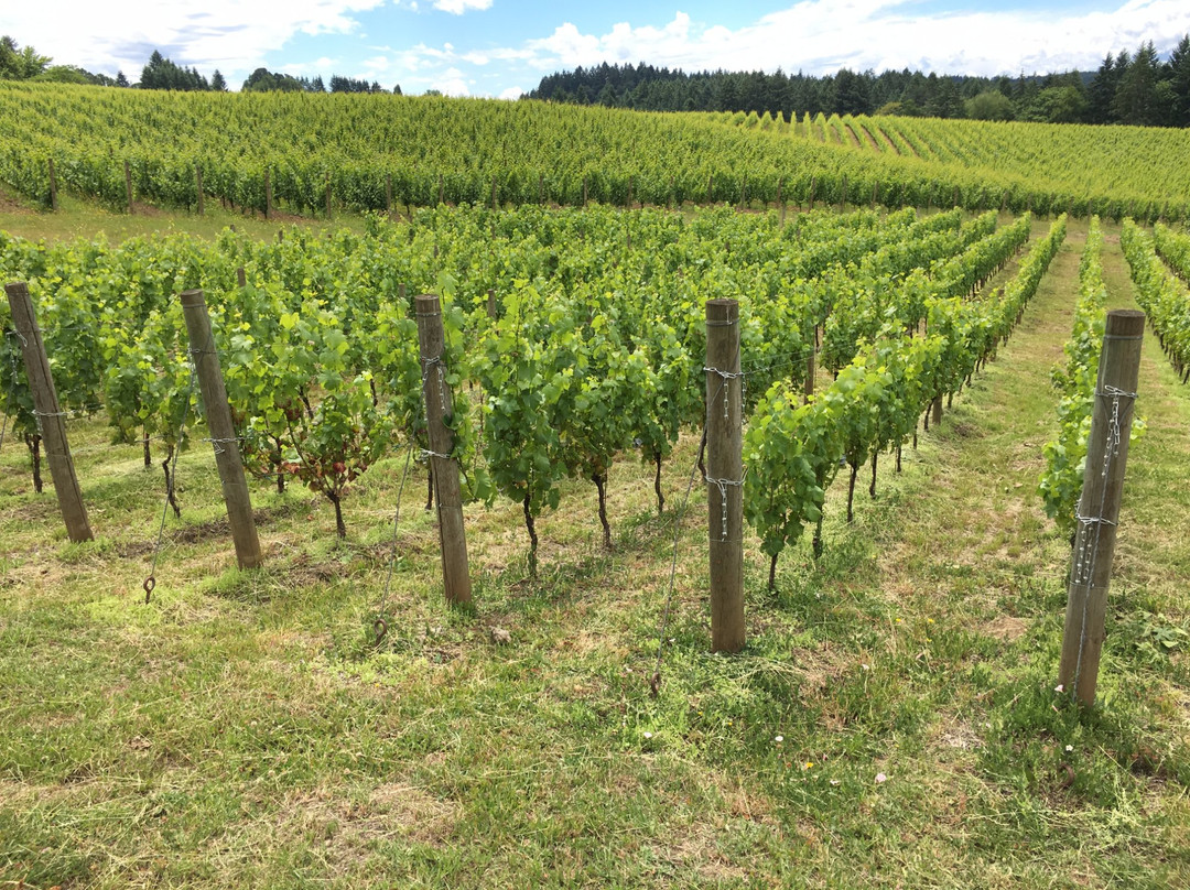 Trisaetum-纽伯格必去景点