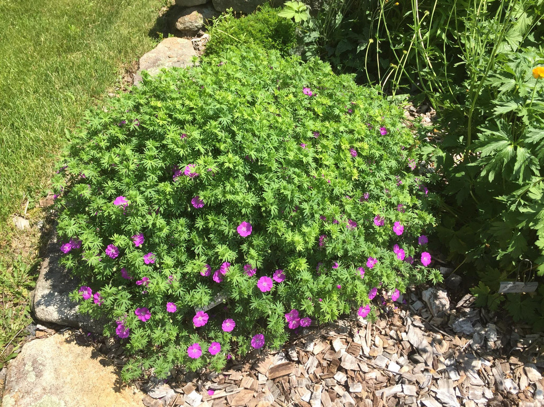 Well-Sweep Herb Farm景点图片
