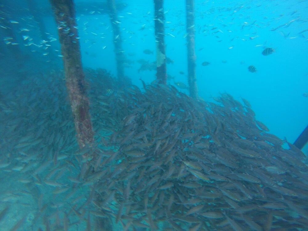 Arborek Dive Shop景点图片