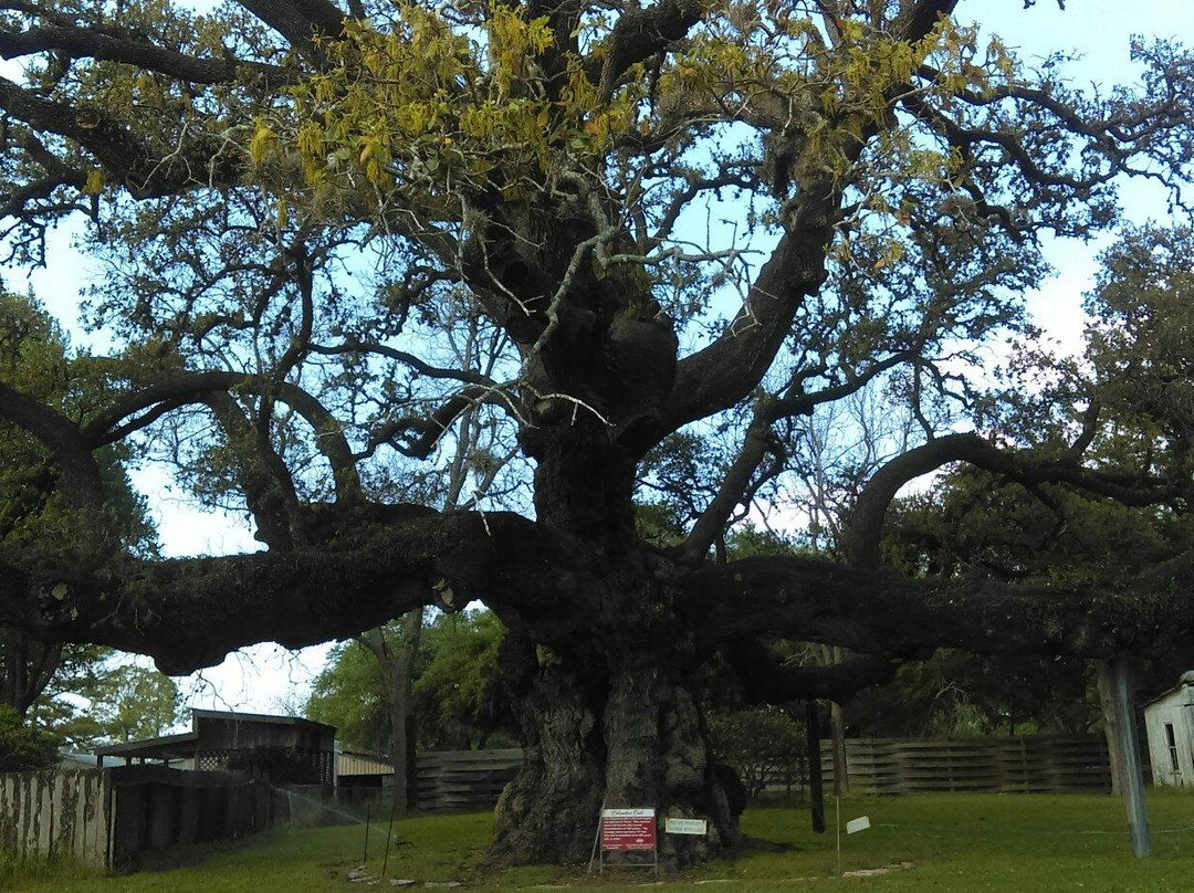 Largest Live Oak in Texas景点图片