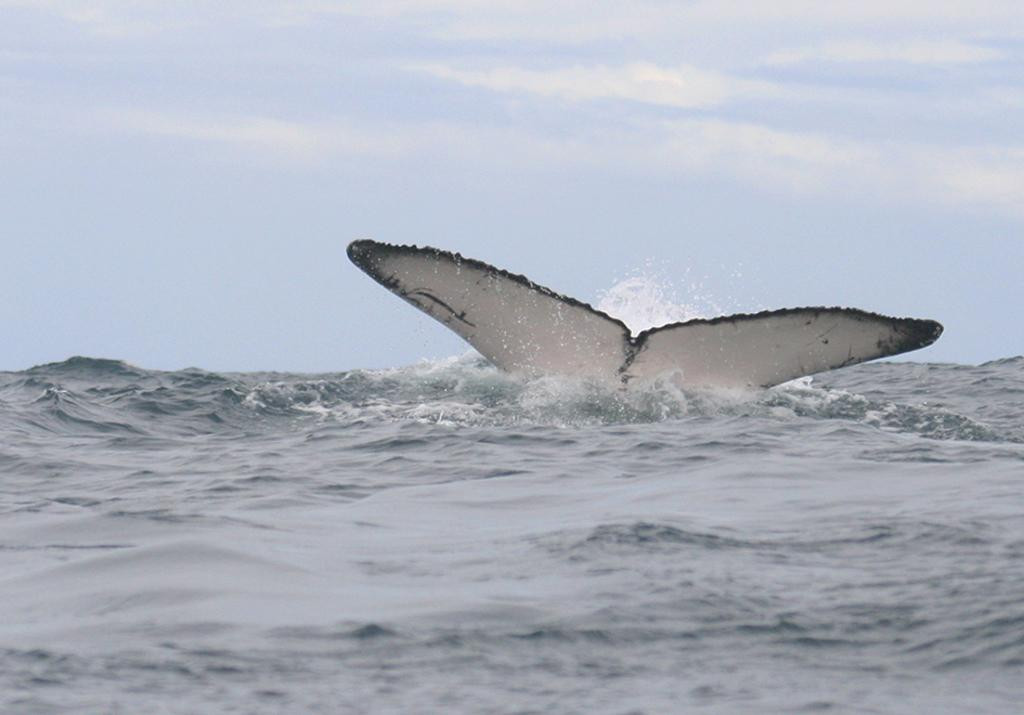 El Amejal-Bahia Solano必去景点