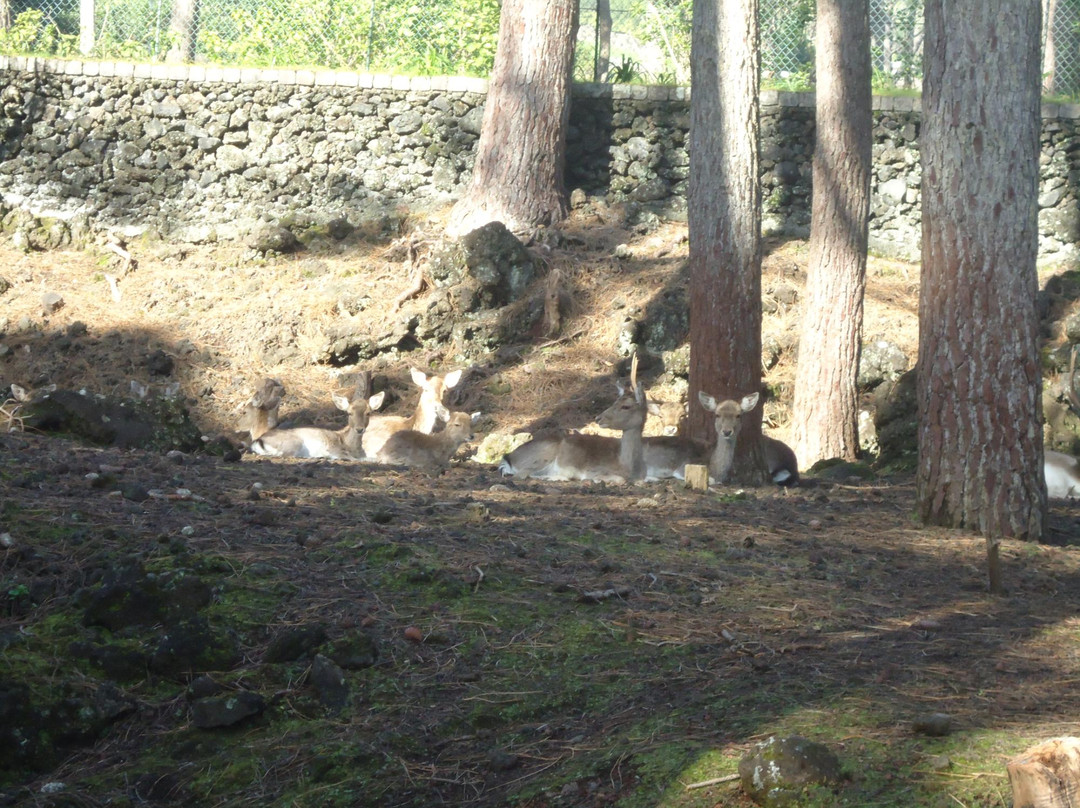 Parque Florestal de Sao Joao-Lajes do Pico必去景点