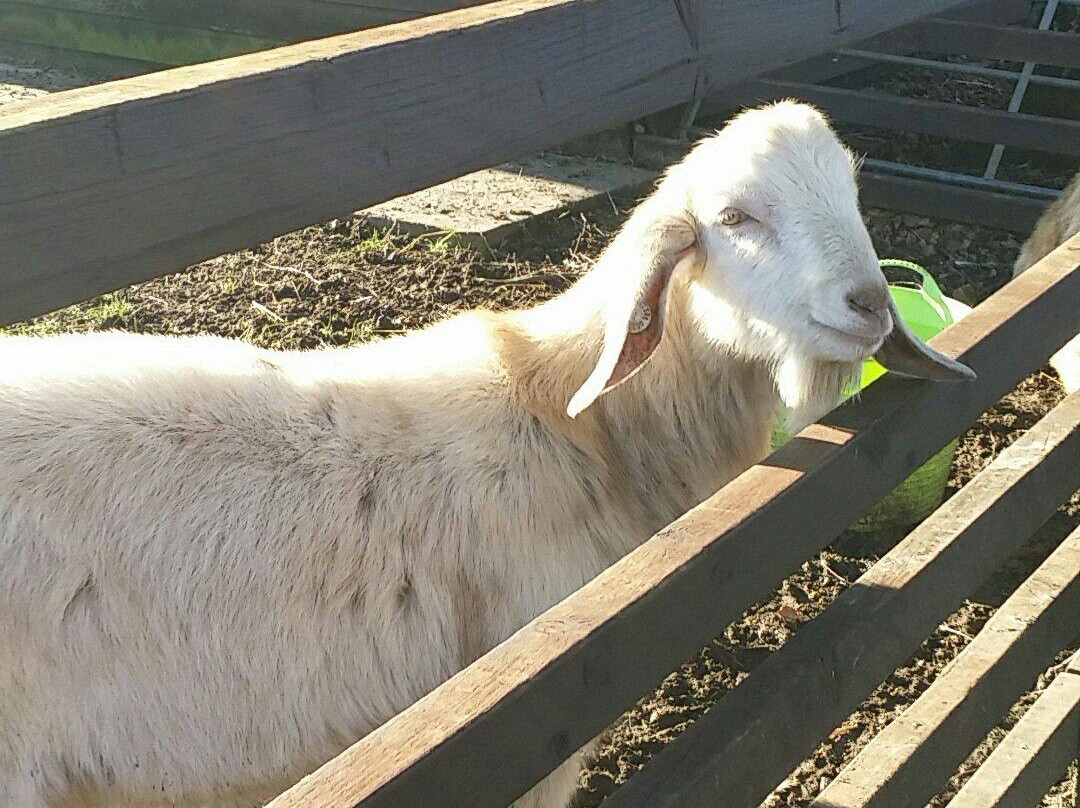 Brooks Farm-伦敦必去景点