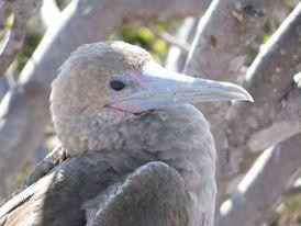 Galapagos For You-阿约拉港必去景点
