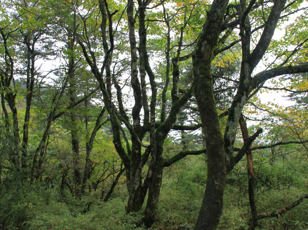 杜鹃花保护区-峨眉山市必去景点