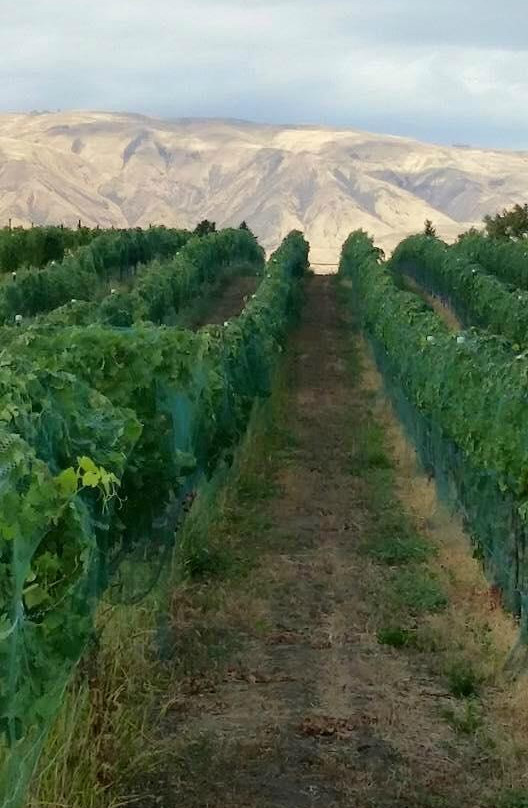 Naches Heights Vineyard景点图片