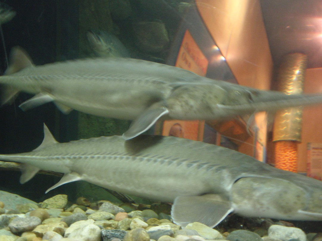 Neosho Federal Fish Hatchery-Neosho必去景点