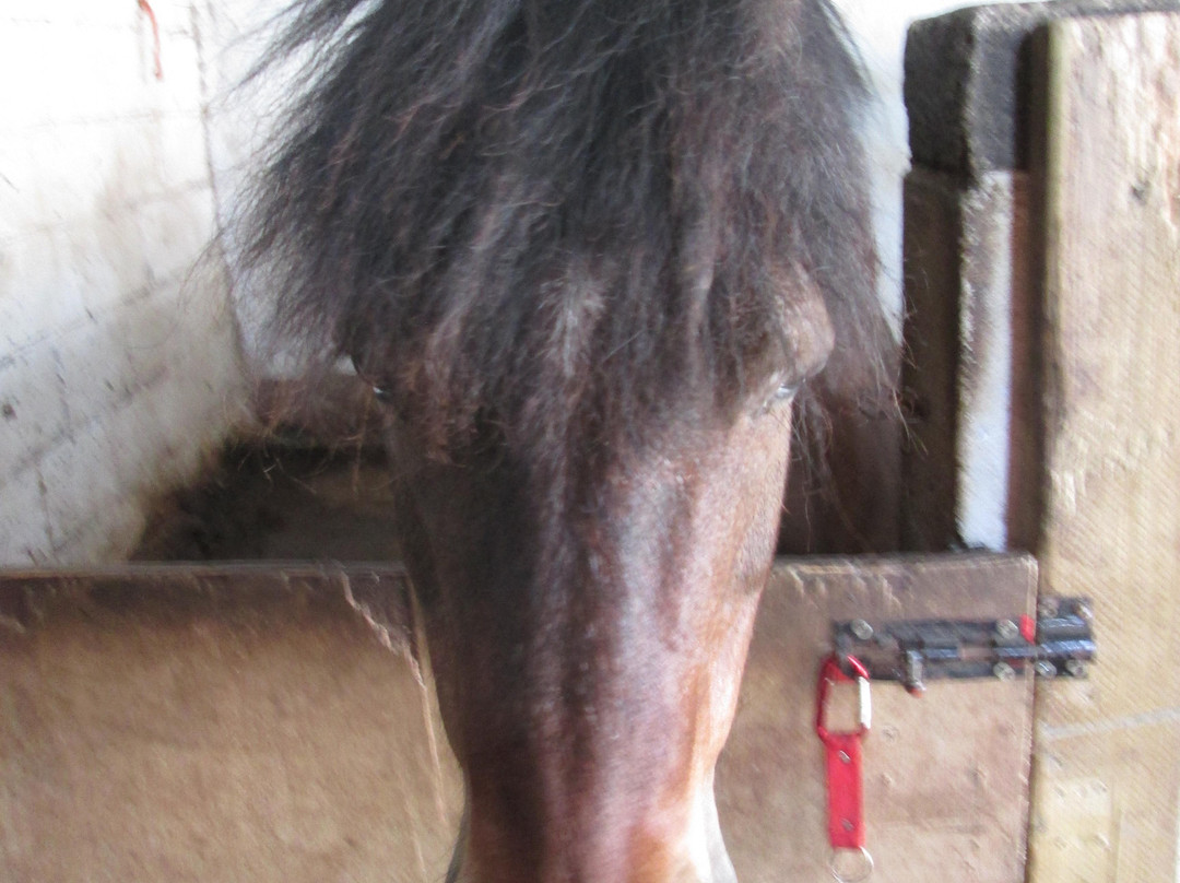 Blackberry Stables-梅努斯必去景点